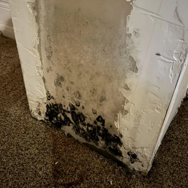 Professional Mold Removal in Santa Ana, CA